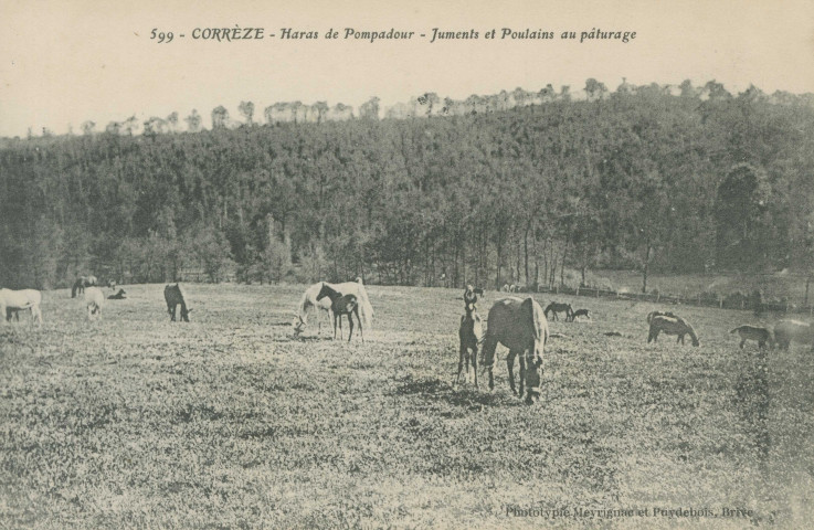 Arnac-Pompadour : "599 - Corrèze - Haras de Pompadour - juments et poulains au pâturage".
