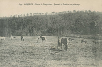 Arnac-Pompadour : "599 - Corrèze - Haras de Pompadour - juments et poulains au pâturage".