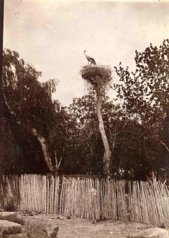Une cigogne nichée sur la cime d'un arbre.