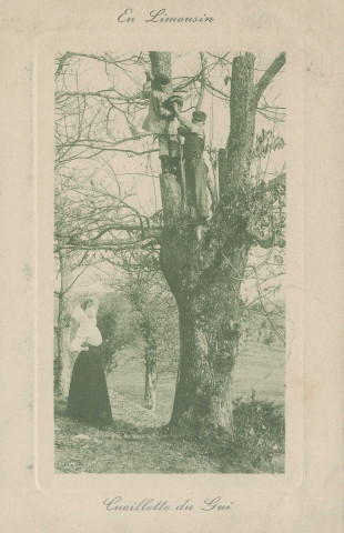 Folklore : "3661 En Limousin - Cueillette du gui".