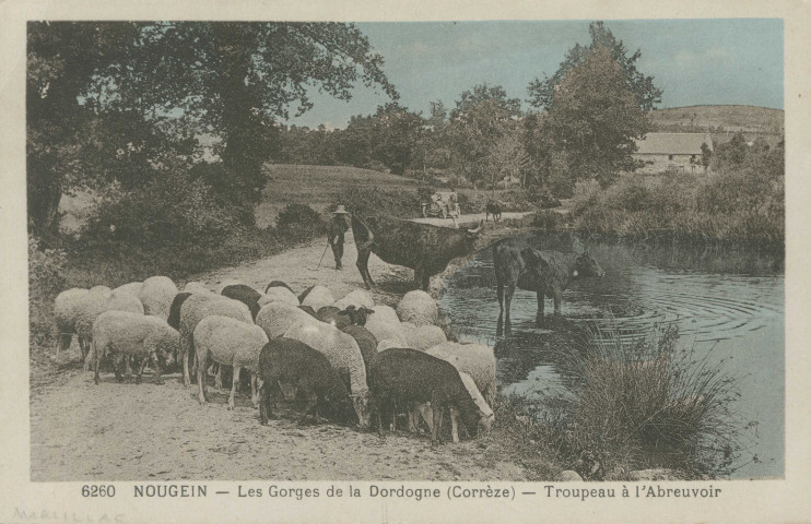 Marcillac-la-Croisille : "6260 Nougein - Les gorges de la Dordogne (Corrèze) - Troupeau à l'abreuvoir".