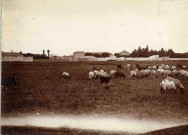 Troupeau de moutons.