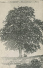 Masseret : "Corrèze - 6. Masseret - Place du foirail - L'arbre".