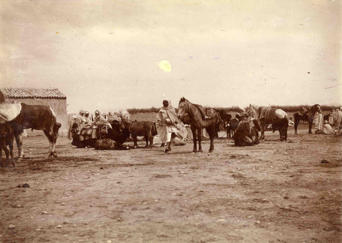 Marché aux chevaux et mules.