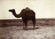 Une femelle dromadaire et son petit.