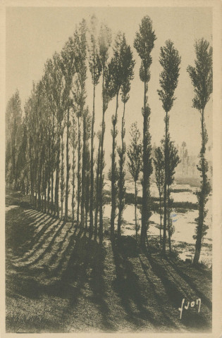 Beaulieu-sur-Dordogne : "Les grands peupliers sur les bords de la Dordogne - 17. - collection "Le Limousin"".