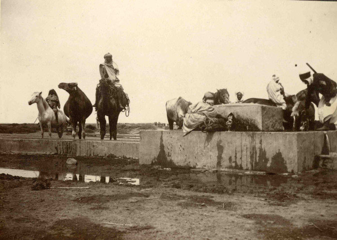 Abreuvage des animaux, chevaux et dromadaires.