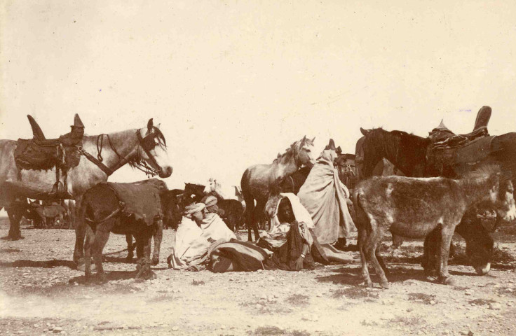 Marché aux chevaux et mules.