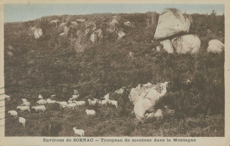 Sornac : "Environs de Sornac - Troupeau de moutons dans la montagne".