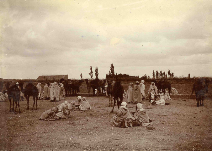 Marché aux chevaux et mules.
