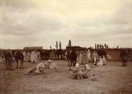 Marché aux chevaux et mules.