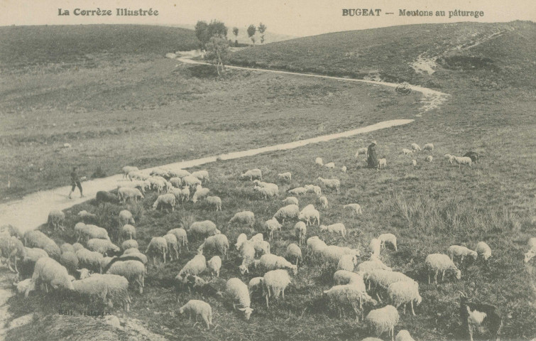 Bugeat : "La Corrèze illustrée - Bugeat - Moutons au pâturage".
