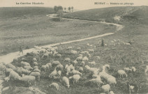 Bugeat : "La Corrèze illustrée - Bugeat - Moutons au pâturage".