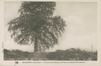 Masseret : "Masseret (Corrèze) - L'arbre du champ de foire (altitude 600 mètres)".