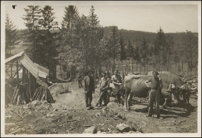 Transport du bois en char à boeufs.