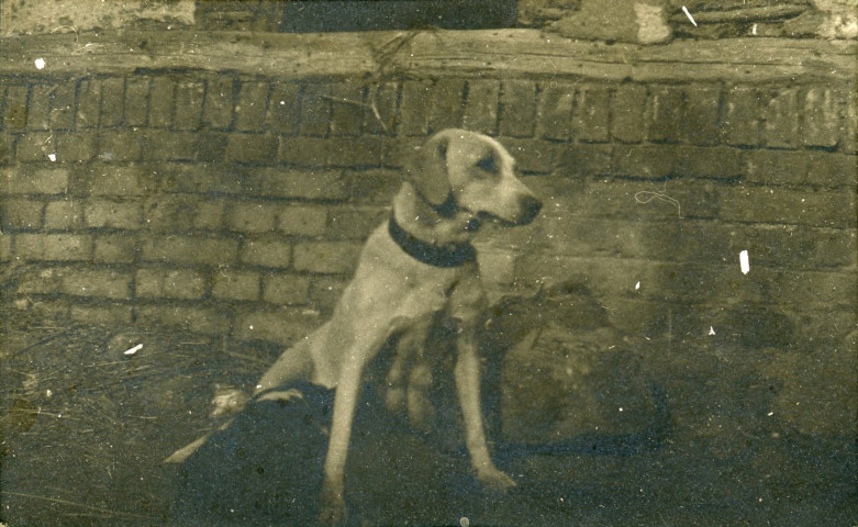 "Sentinelle" la chienne du poste de secours adoptée avant la Champagne.