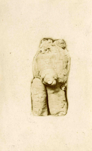 Racine de bryonia droica.