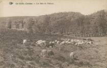 Lacelle : "La Celle (Corrèze) - Les bois du Nioloux".
