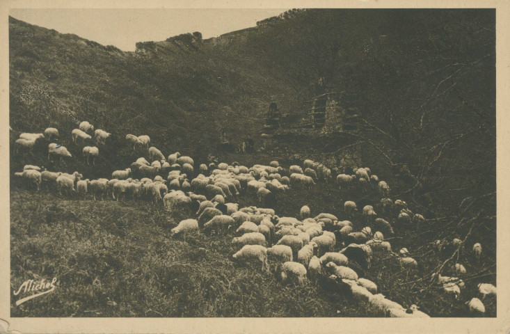 Folklore : "La Corrèze touristique - 67. Moutons dans les bois".
