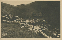Folklore : "La Corrèze touristique - 67. Moutons dans les bois".