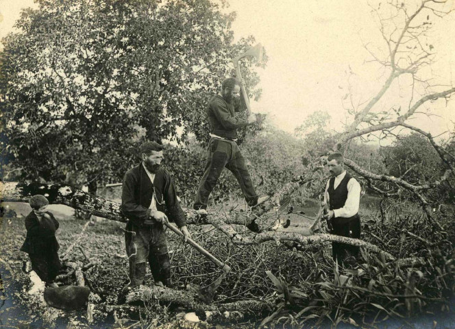 Sciage d'un tronc d'arbre.