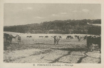 Arnac-Pompadour : "Corrèze 91 - Pompadour, pâturage".