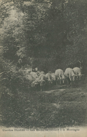 Folklore : "Corrèze illustrée - Les brebis se rendant à la montagne".