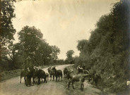 Un berger et son troupeau de chèvres sur une route.