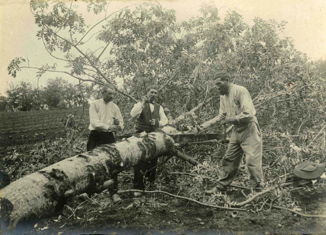 Sciage d'un tronc d'arbre.