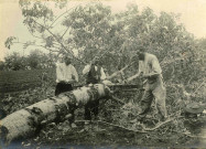 Sciage d'un tronc d'arbre.