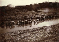 Abreuvage des moutons dans l'oued.