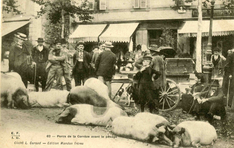 "62 - Porcs de la Corrèze avant le pesage".