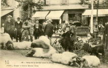 "62 - Porcs de la Corrèze avant le pesage".
