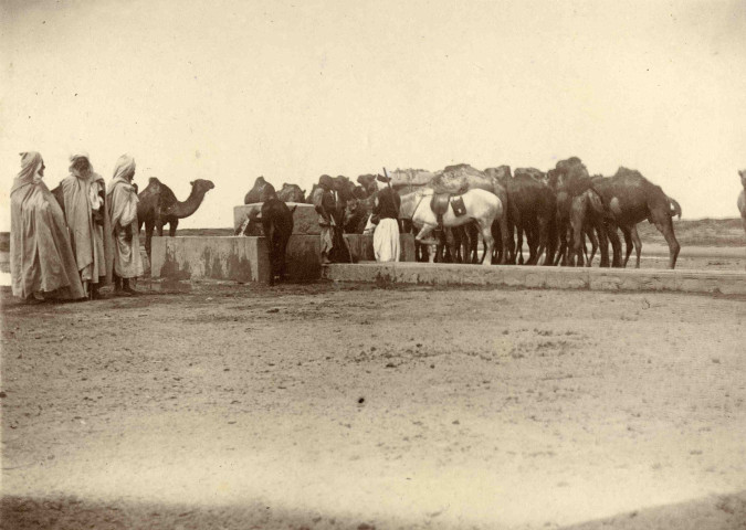 Abreuvage des animaux, chevaux et dromadaires.