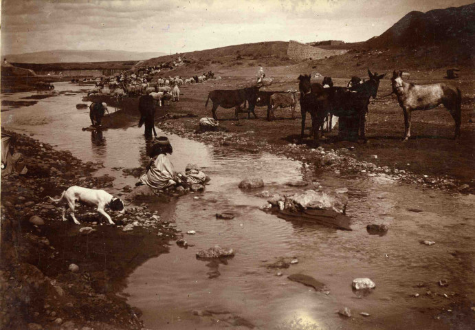 Moutons dans l'oued à proximité du barrage.