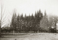 Étalons du haras.