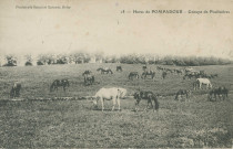 Arnac-Pompadour : "18 - Haras de Pompadour - groupe de poulinières".
