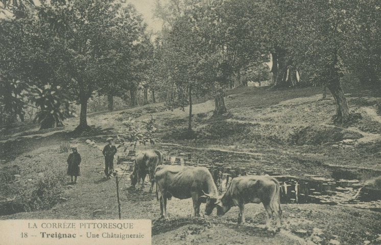 Treignac : "La Corrèze pittoresque - 18 - Treignac - Une châtaigneraie".