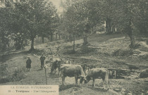 Treignac : "La Corrèze pittoresque - 18 - Treignac - Une châtaigneraie".