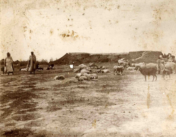 Un troupeau de moutons à proximité d'un gourbi (habitat traditionnel rudimentaire).