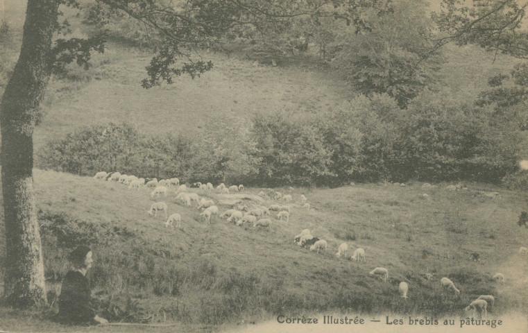 Folklore : "Corrèze illustrée - Les brebis au pâturage".