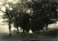 Route bordée de platanes.