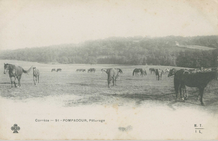 Arnac-Pompadour : "Corrèze 91 - Pompadour, pâturage".