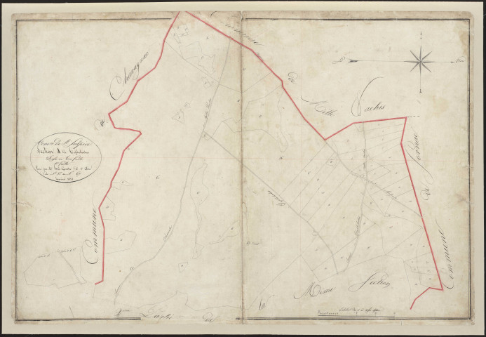 Section A1 de Taphaleschas