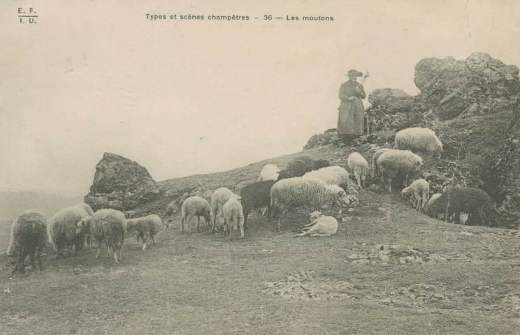 Folklore : "Types et scènes champêtres - 36 - Les moutons".