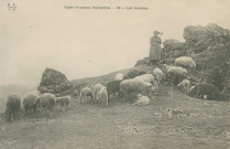 Folklore : "Types et scènes champêtres - 36 - Les moutons".
