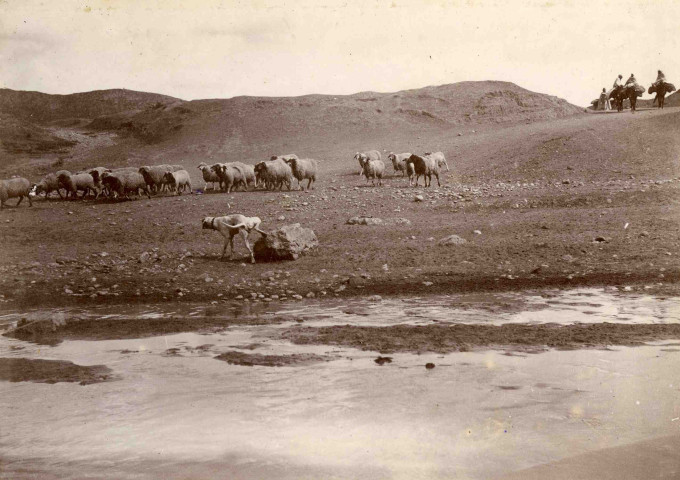 Abreuvage des moutons dans l'oued, hommes à dos de bourricots.